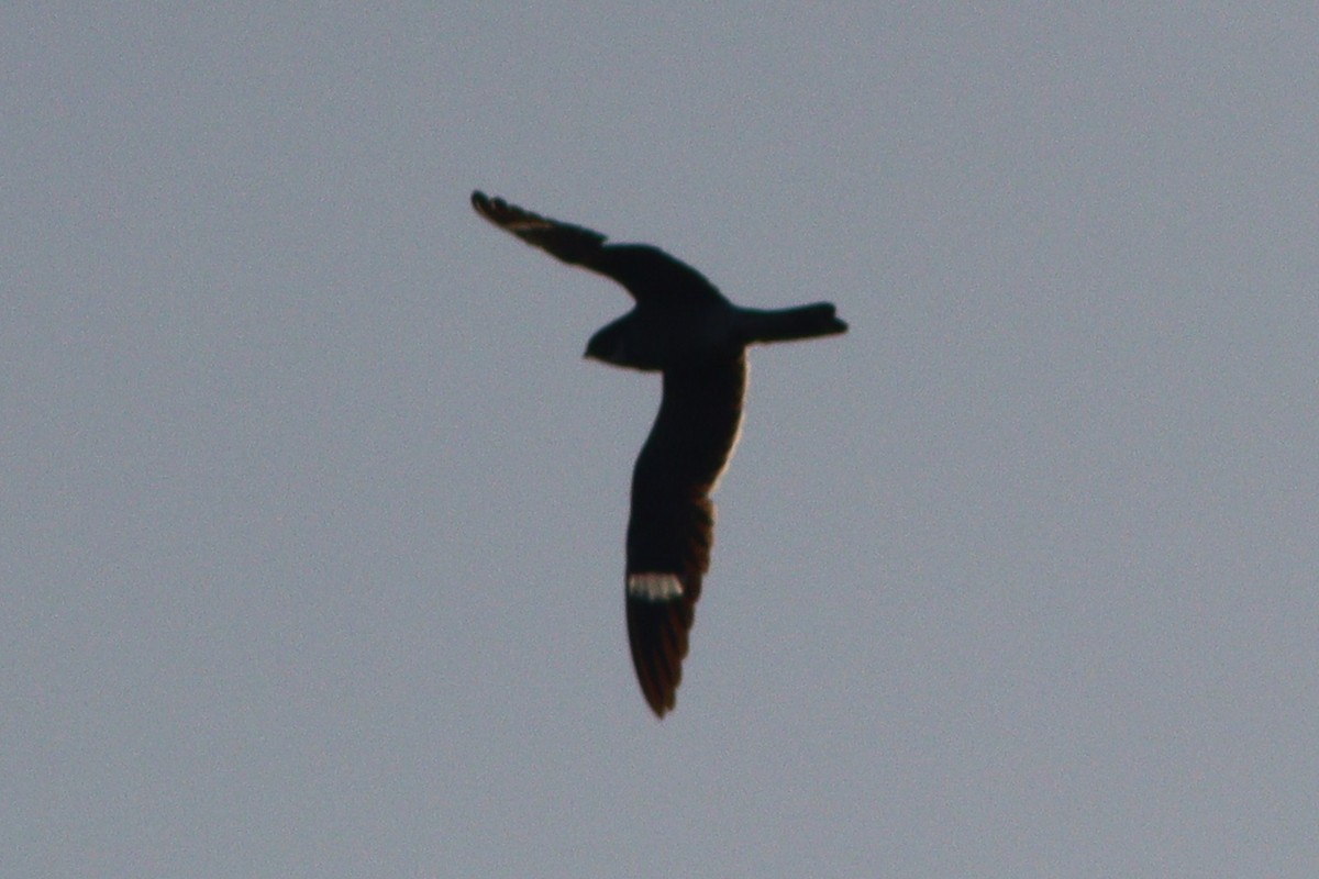 Common Nighthawk - ML640001352
