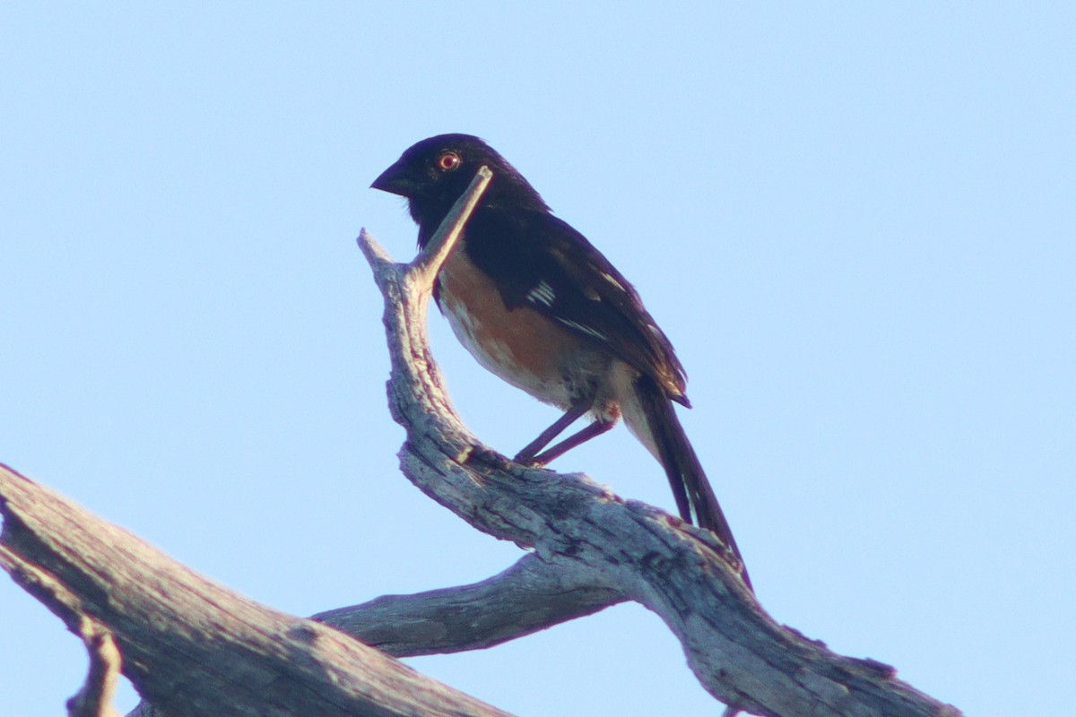 Eastern Towhee (White-eyed) - ML640001358