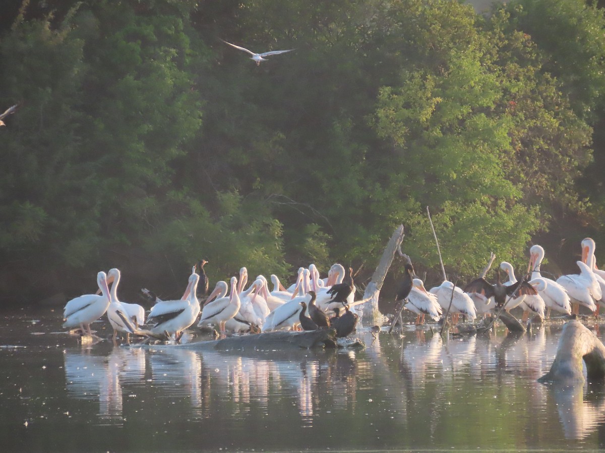 American White Pelican - ML640001363