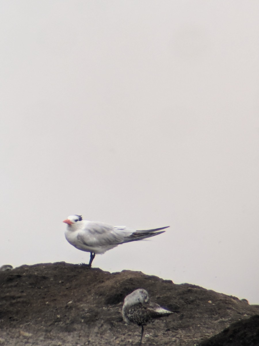 Elegant/Royal Tern - ML640001364
