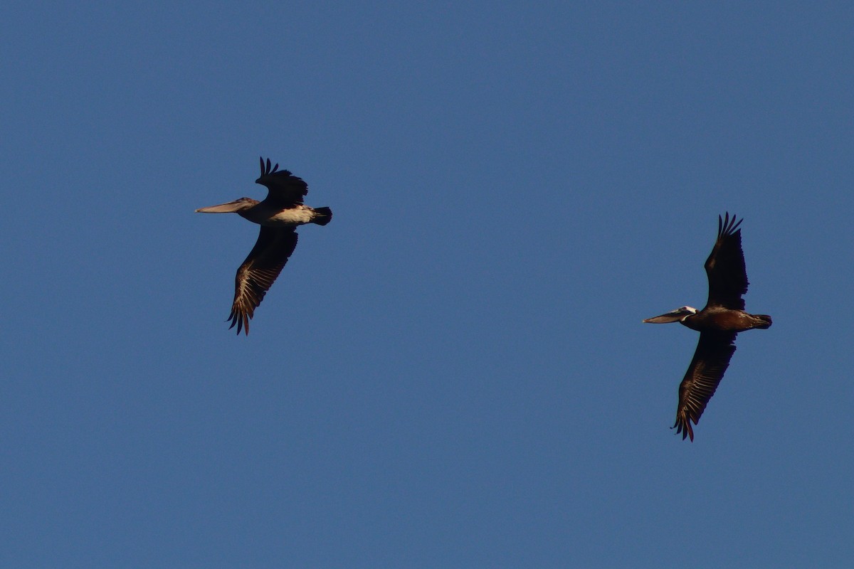 Brown Pelican (Atlantic) - ML640001401