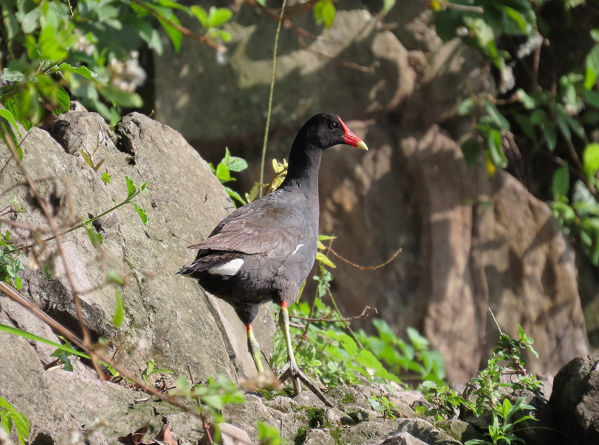 Common Gallinule - ML640001430