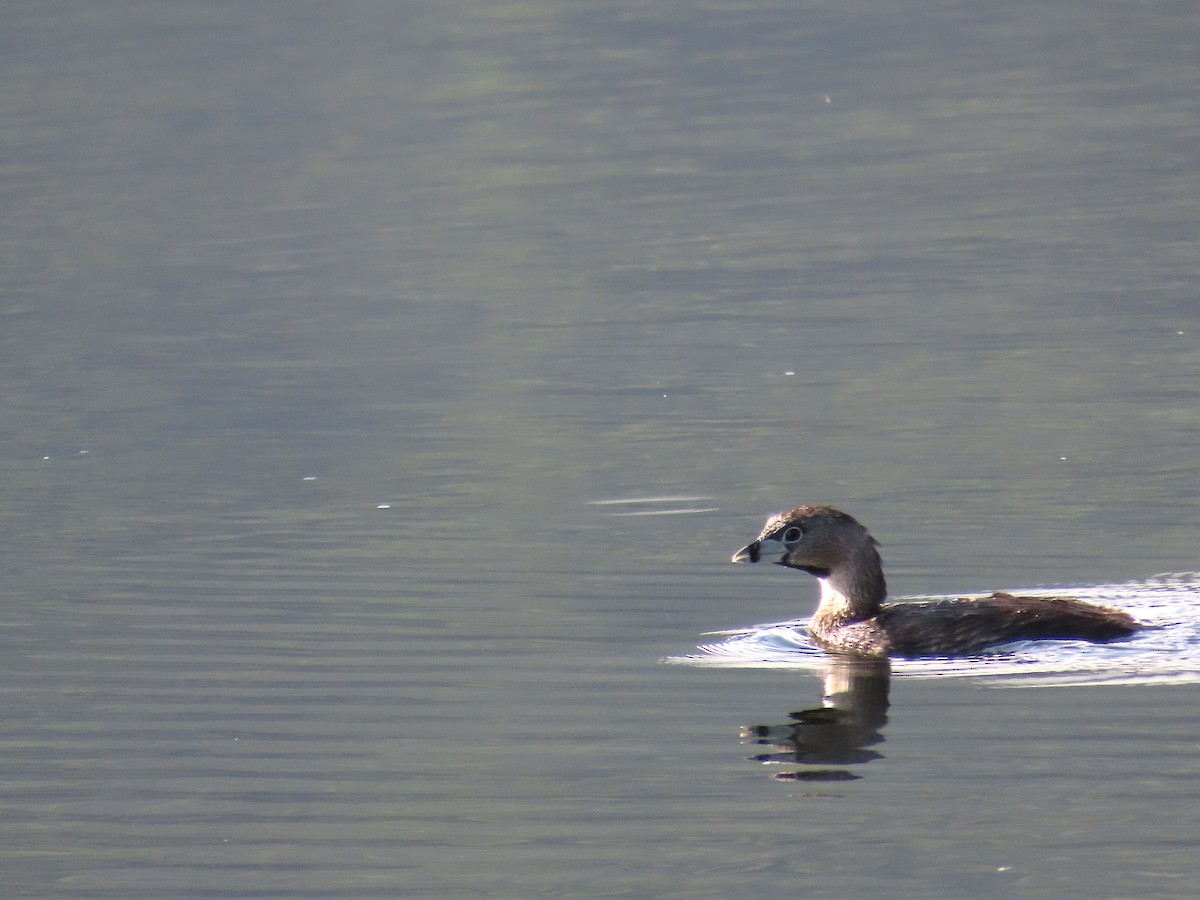 Pied-billed Grebe - ML640001455