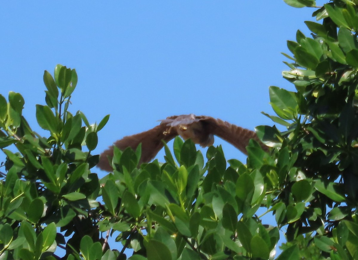 Buteo sp. - ML640001460