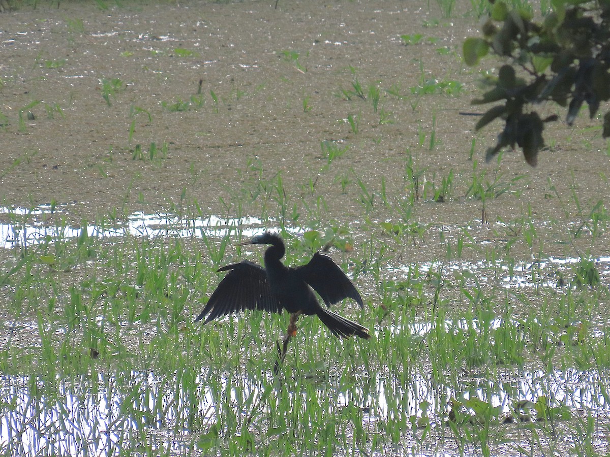 Anhinga - ML640001463