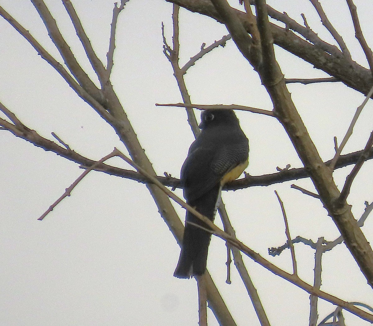 Gartered Trogon - ML640001481