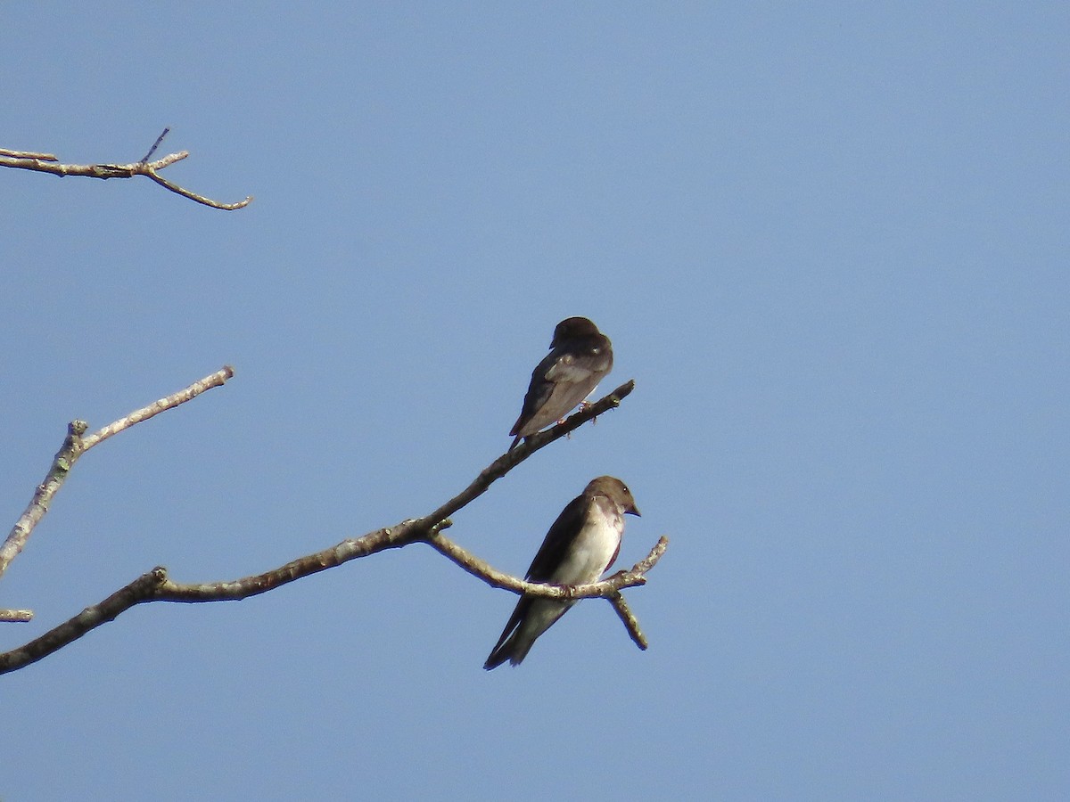 Gray-breasted Martin - ML640001514