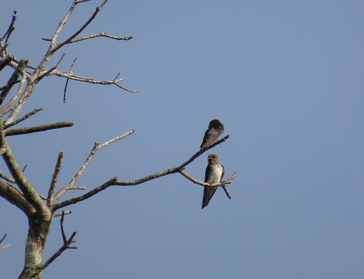 Gray-breasted Martin - ML640001515
