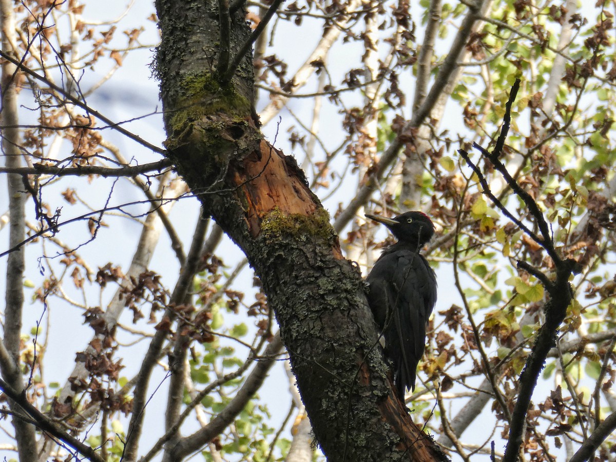 Black Woodpecker - ML640001523