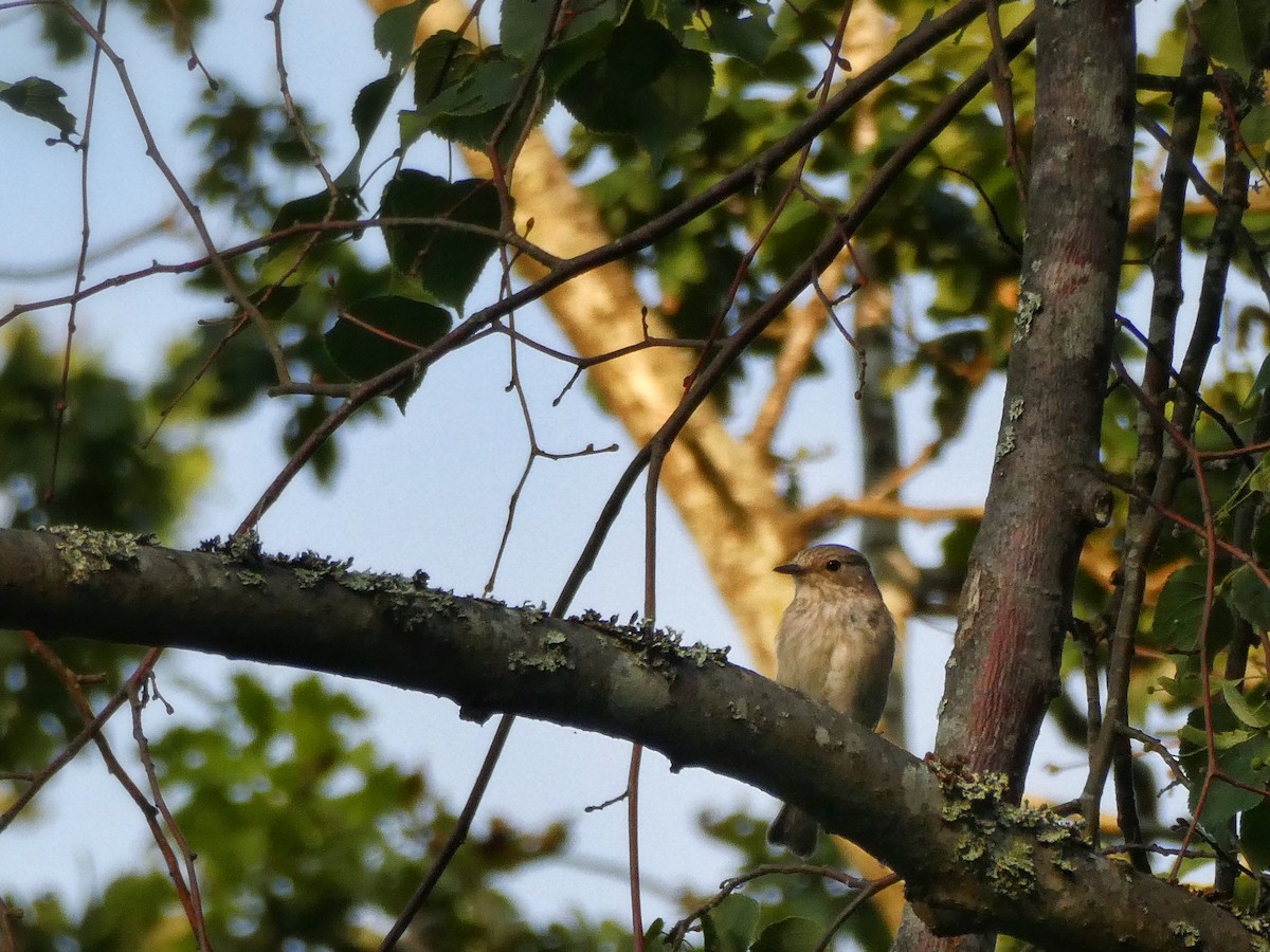 Spotted Flycatcher - ML640001548