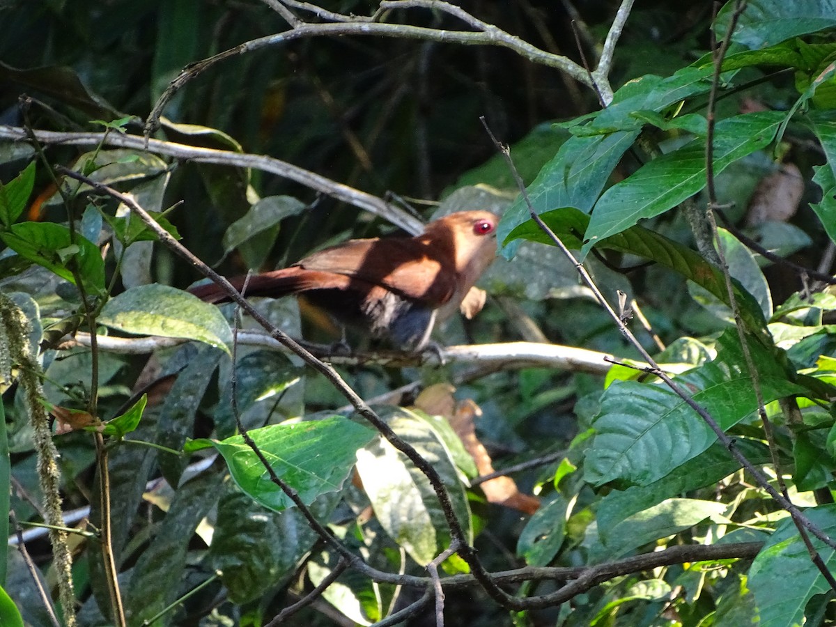 Little Cuckoo - ML640001549