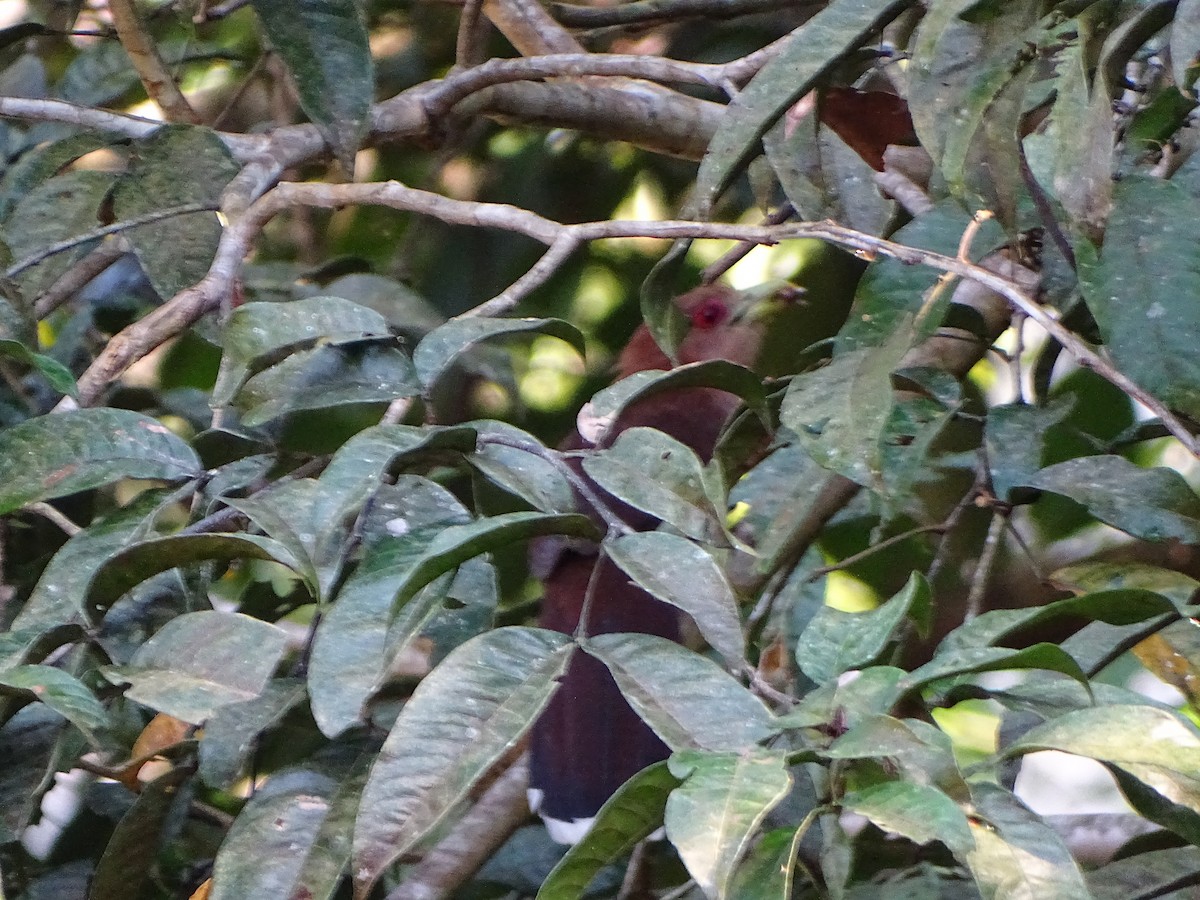 Little Cuckoo - ML640001557