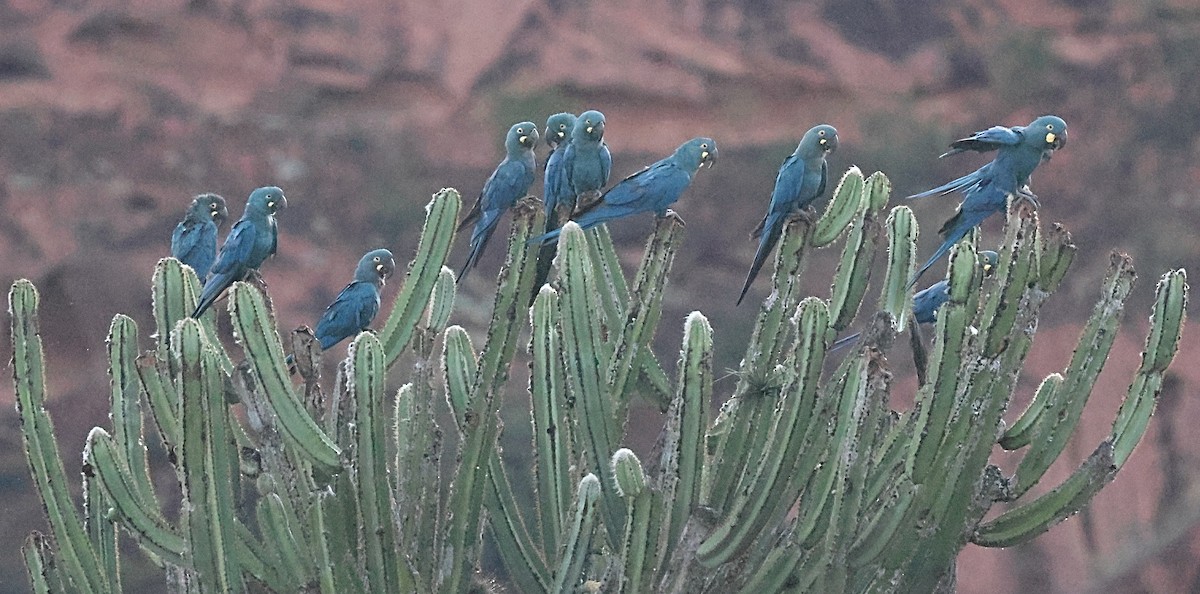 Indigo Macaw - ML640001564
