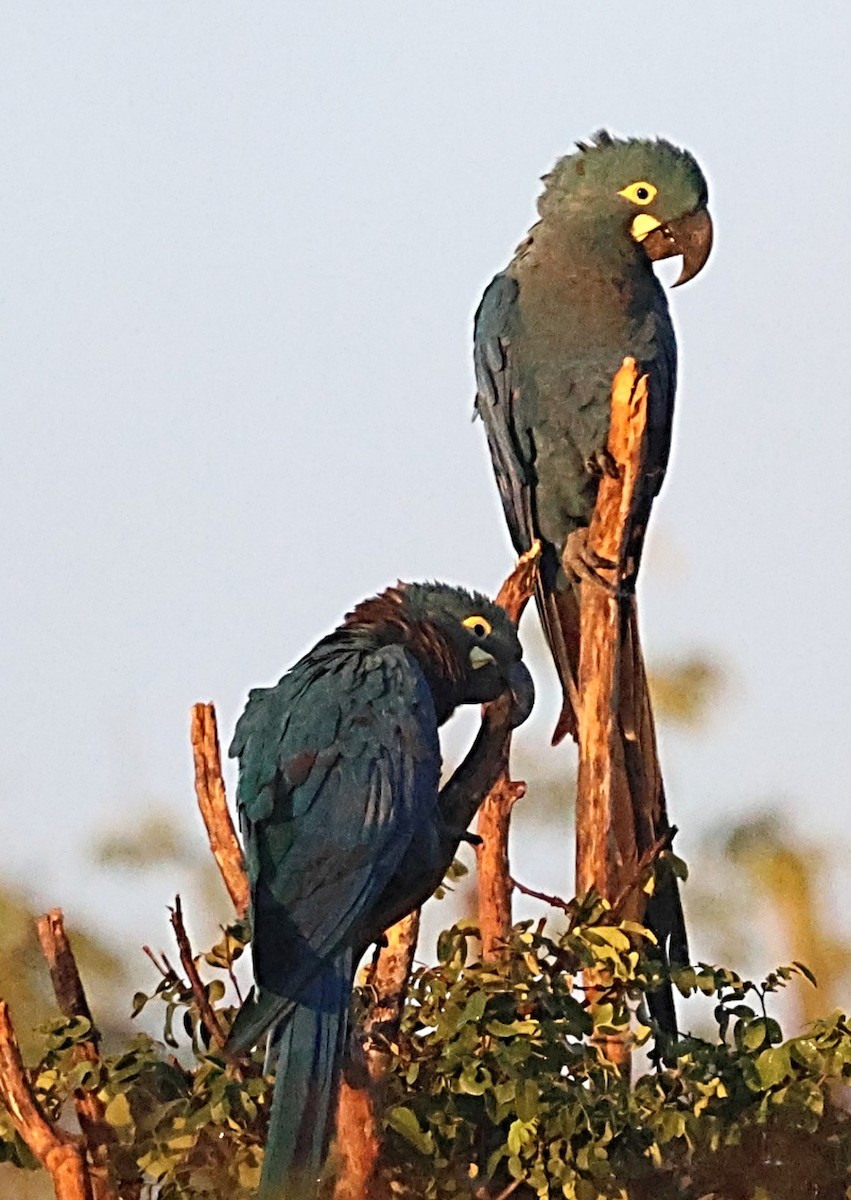 Indigo Macaw - ML640001567