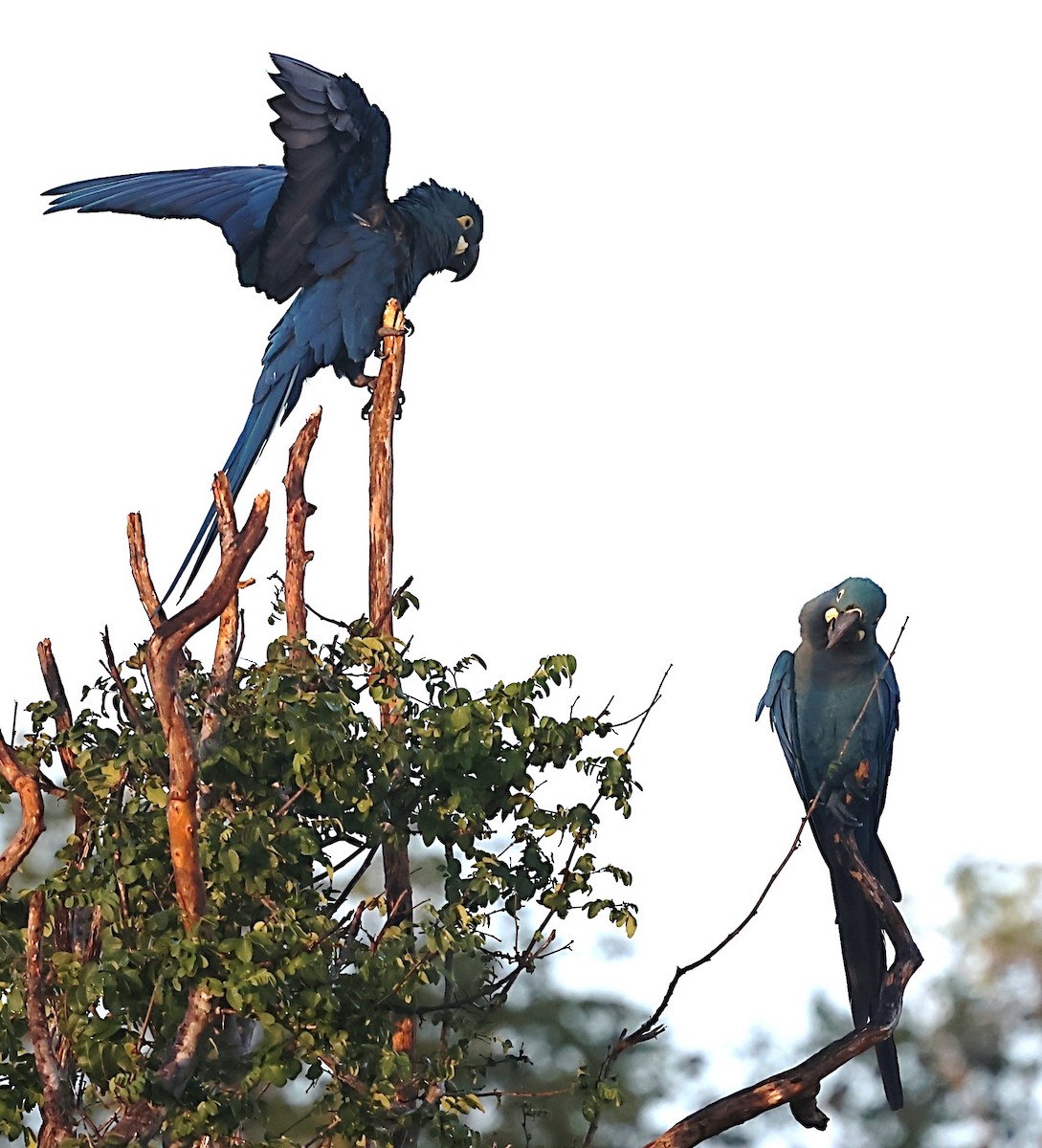 Indigo Macaw - ML640001576