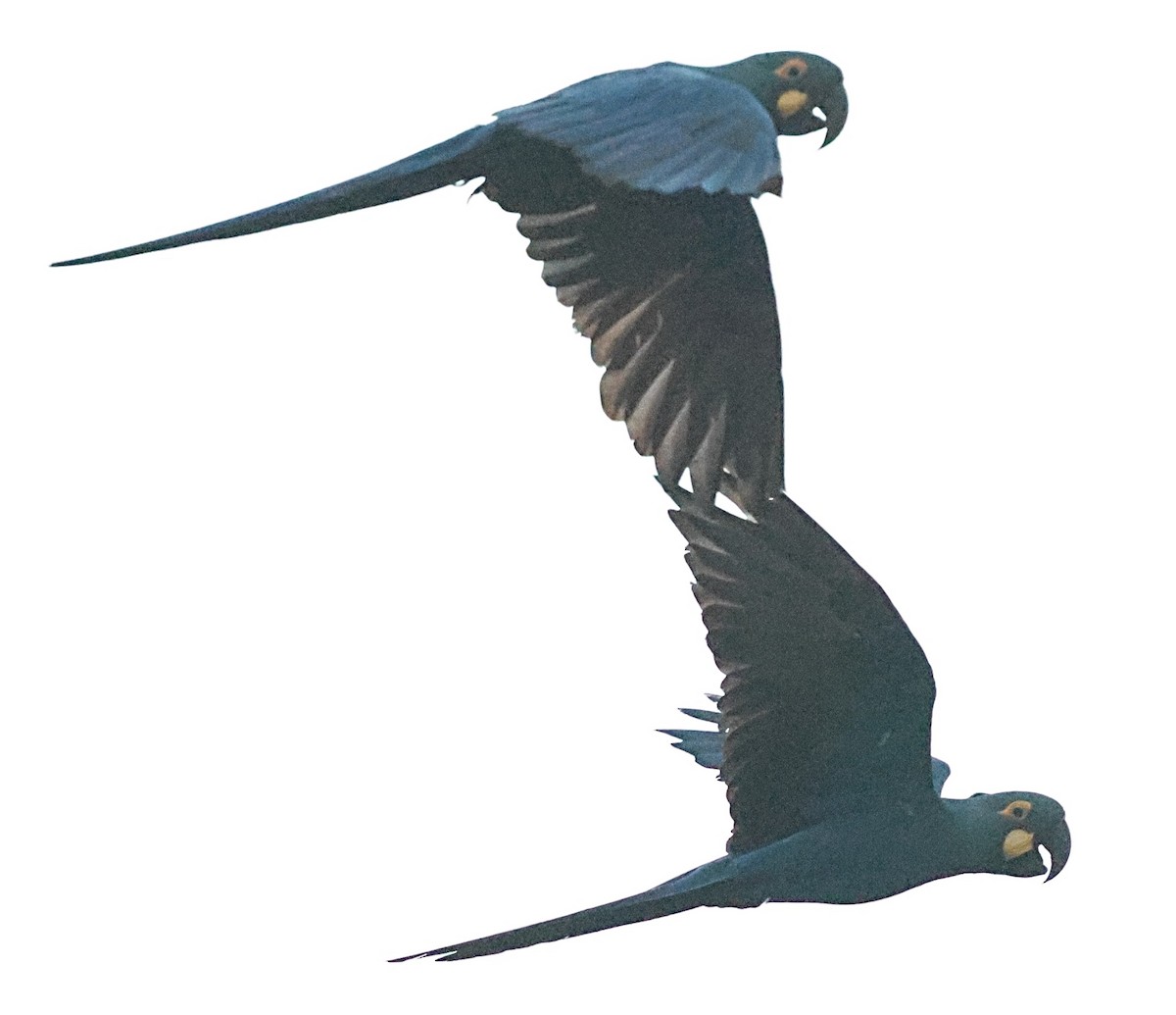 Indigo Macaw - ML640001582
