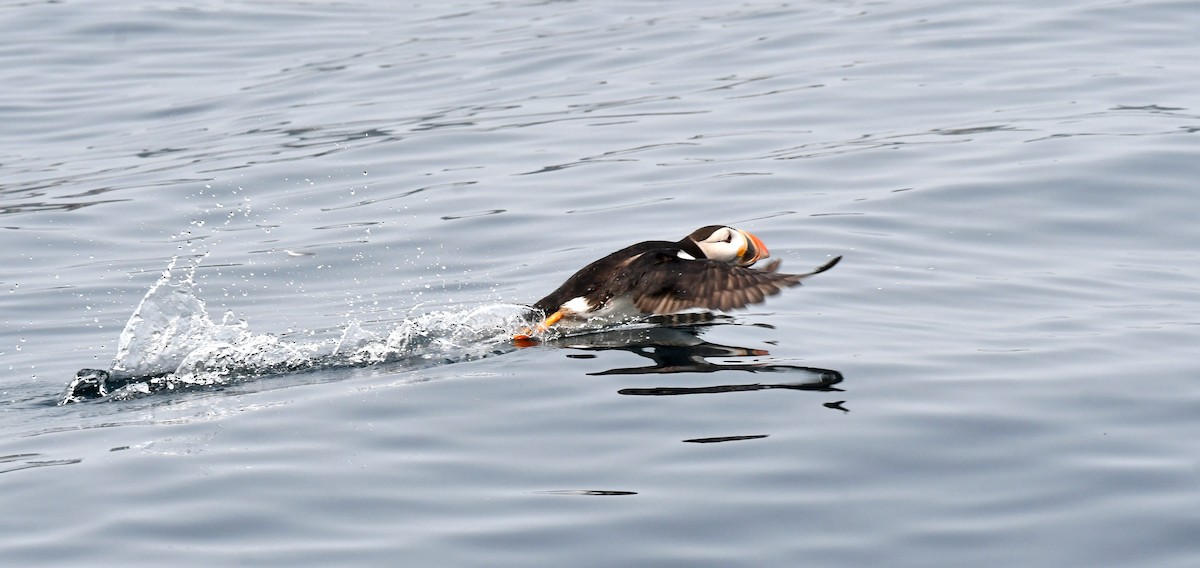Atlantic Puffin - ML640001657