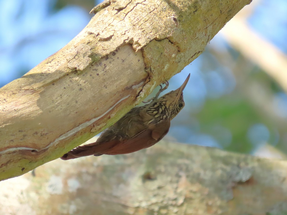Streak-headed Woodcreeper - ML640001710