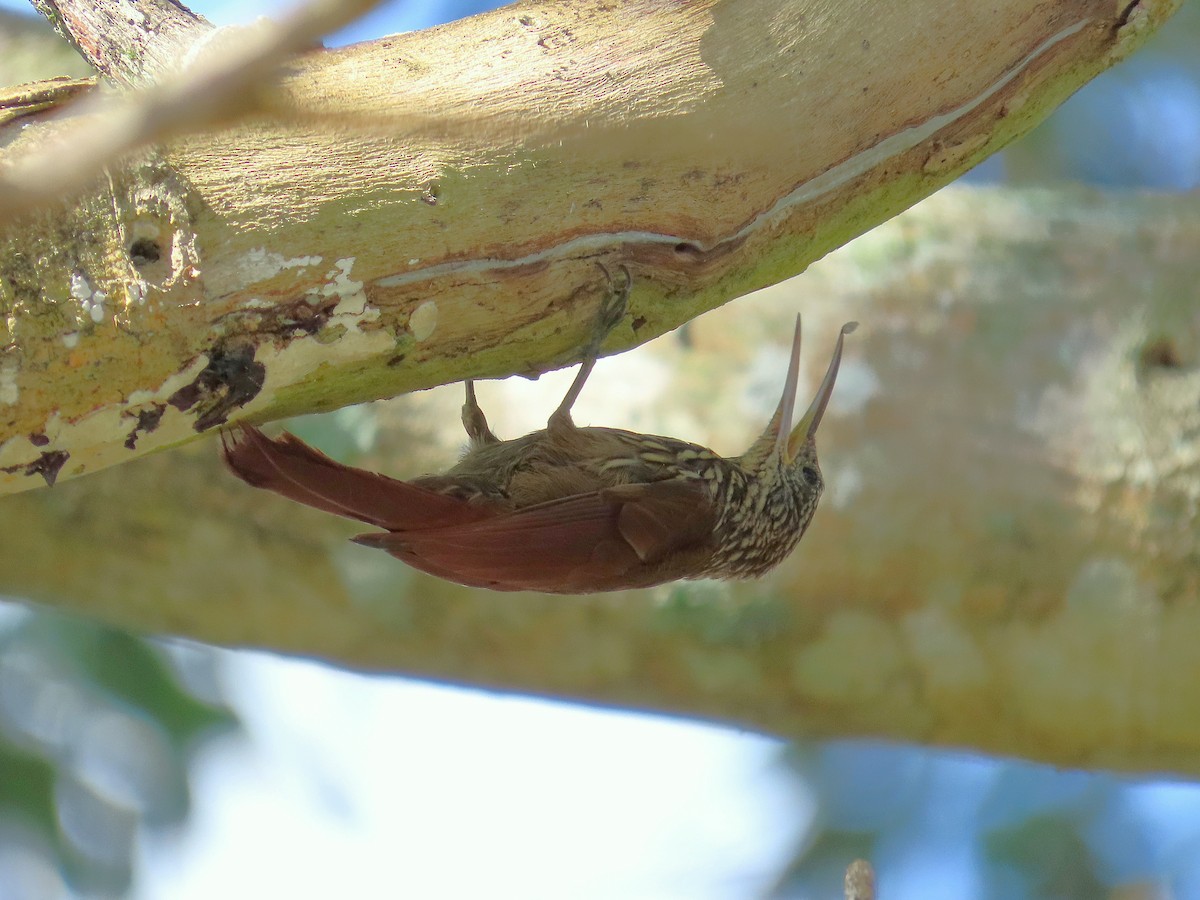 Streak-headed Woodcreeper - ML640001711