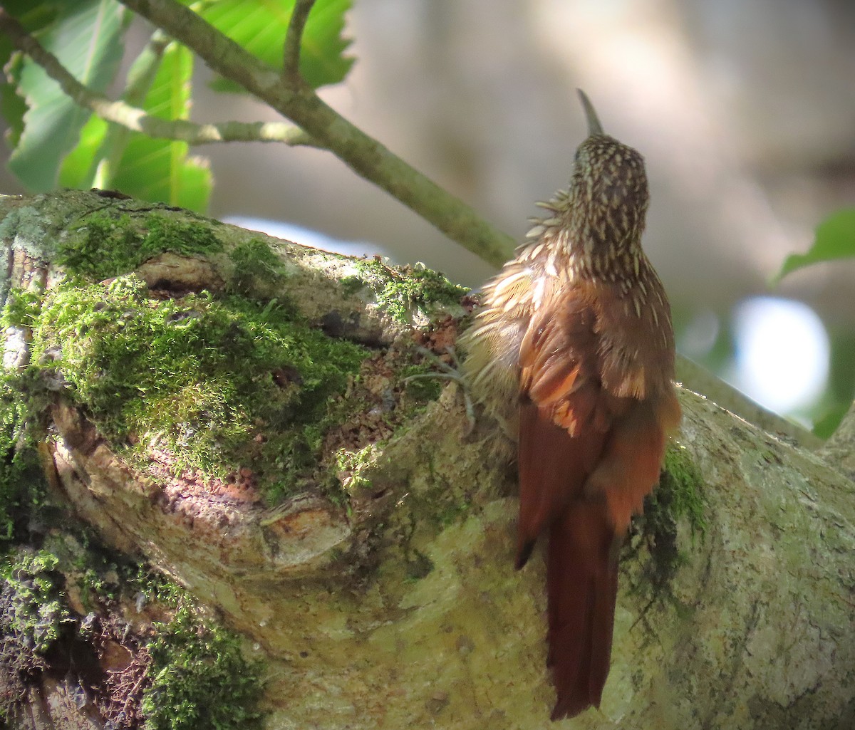 Streak-headed Woodcreeper - ML640001714