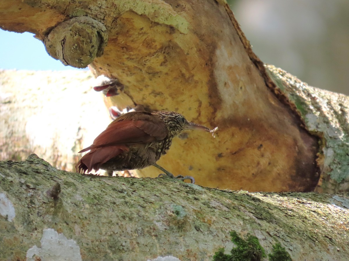 Streak-headed Woodcreeper - ML640001715