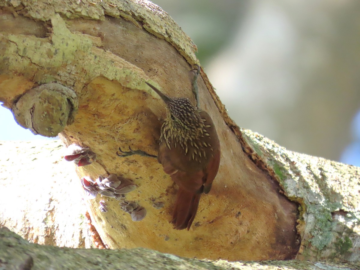 Streak-headed Woodcreeper - ML640001716
