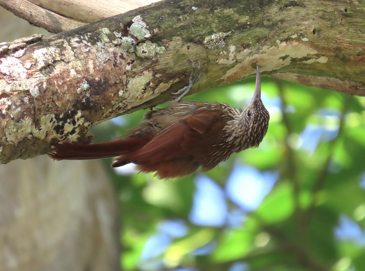 Streak-headed Woodcreeper - ML640001717