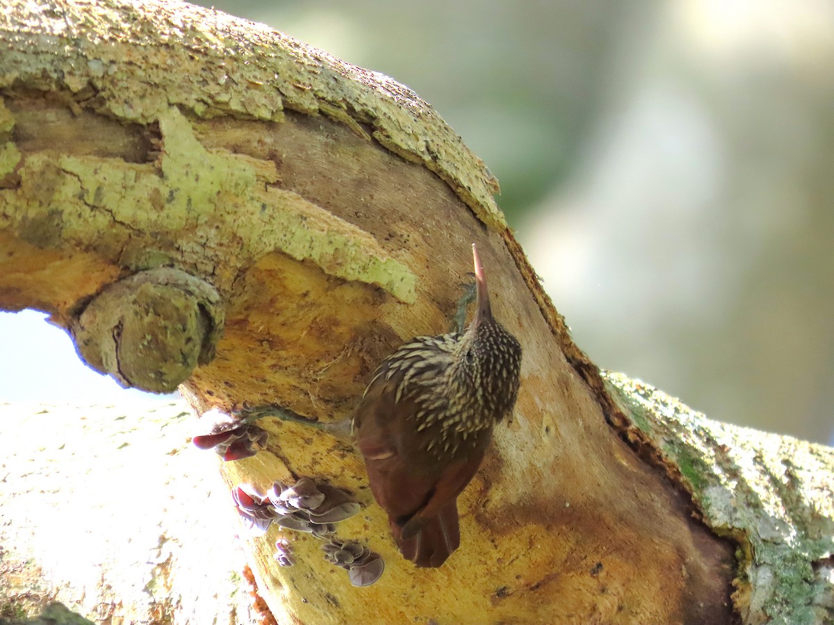 Streak-headed Woodcreeper - ML640001719