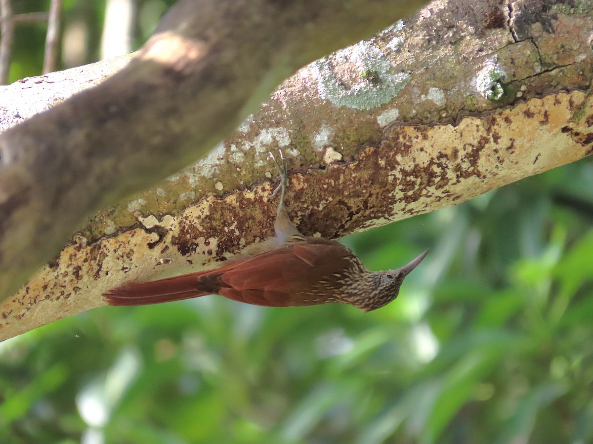 Streak-headed Woodcreeper - ML640001720