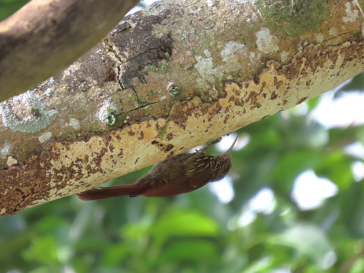Streak-headed Woodcreeper - ML640001721