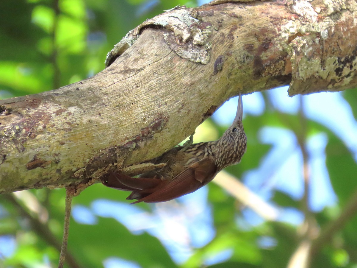 Streak-headed Woodcreeper - ML640001722