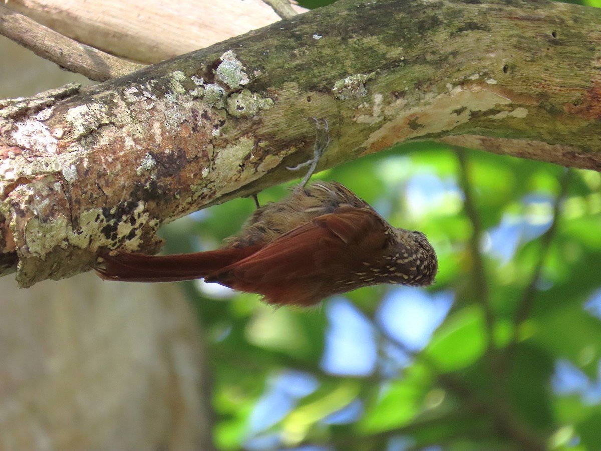 Streak-headed Woodcreeper - ML640001723