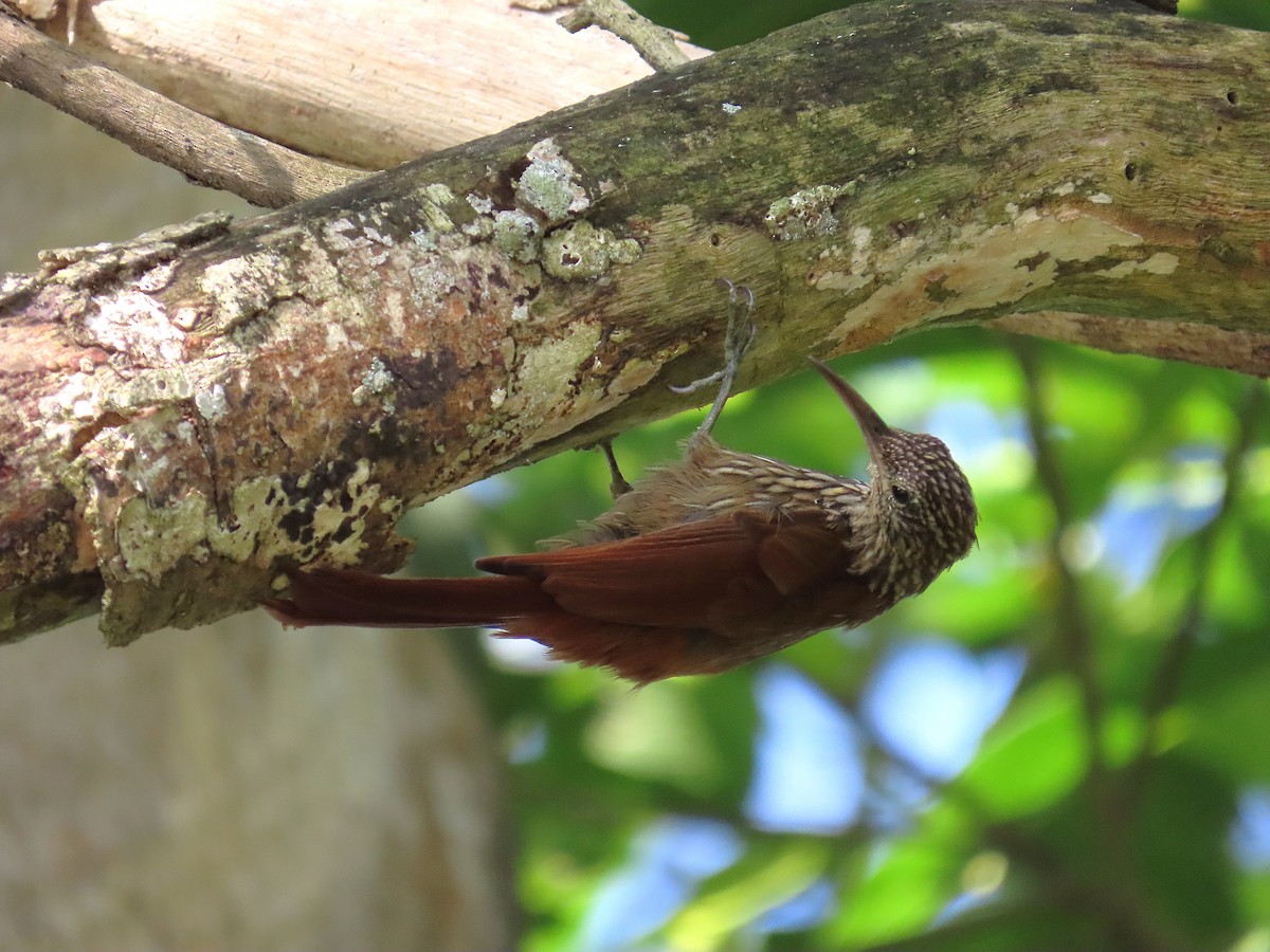 Streak-headed Woodcreeper - ML640001724
