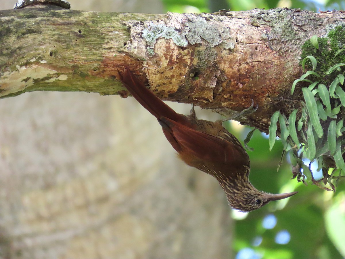 Streak-headed Woodcreeper - ML640001725