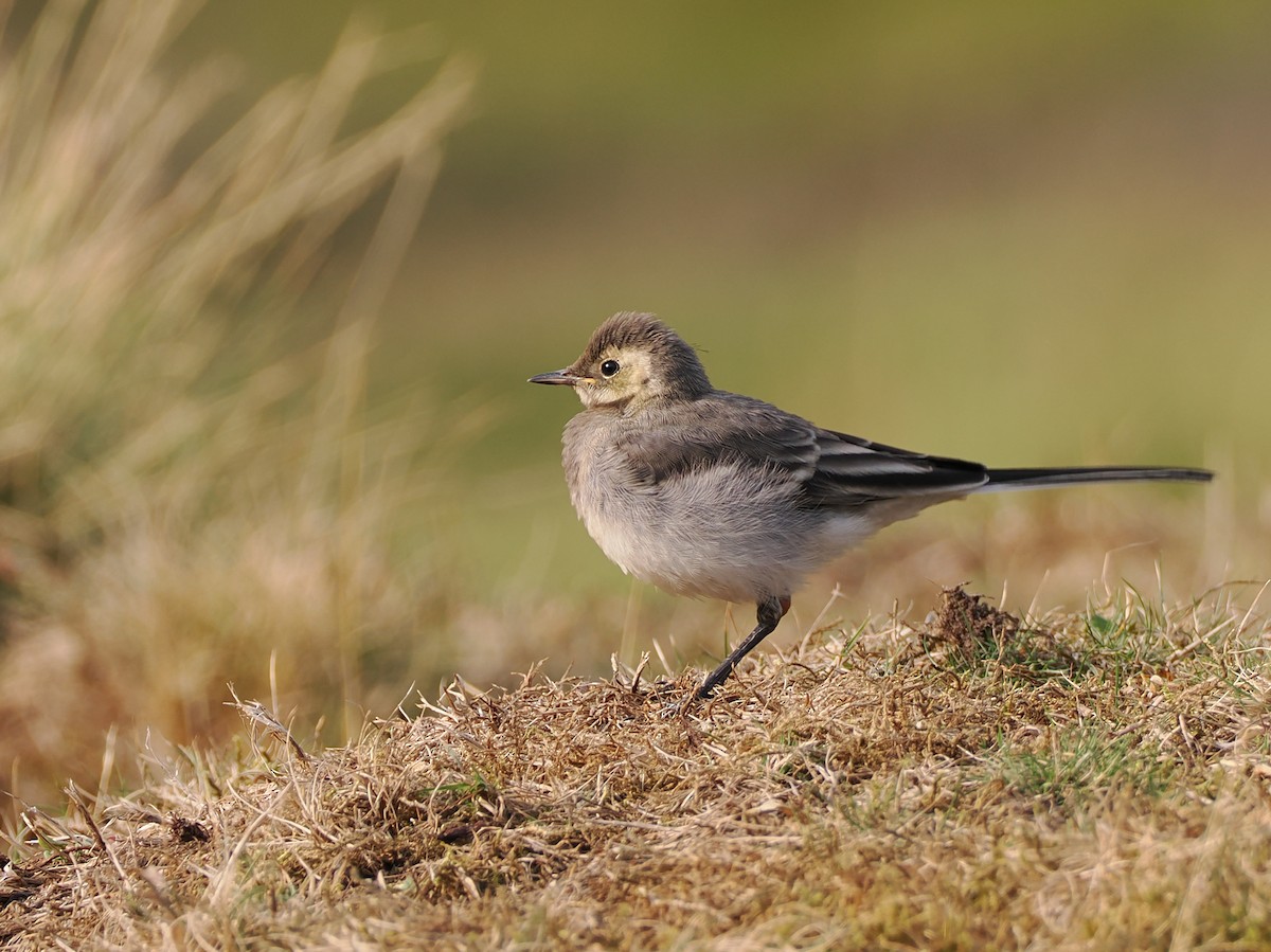 White Wagtail (British) - ML640001824