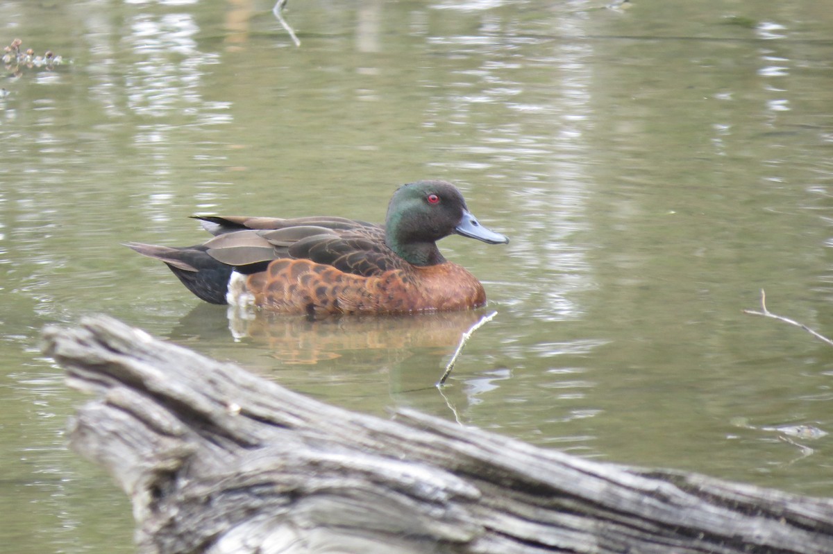 Chestnut Teal - ML640001924