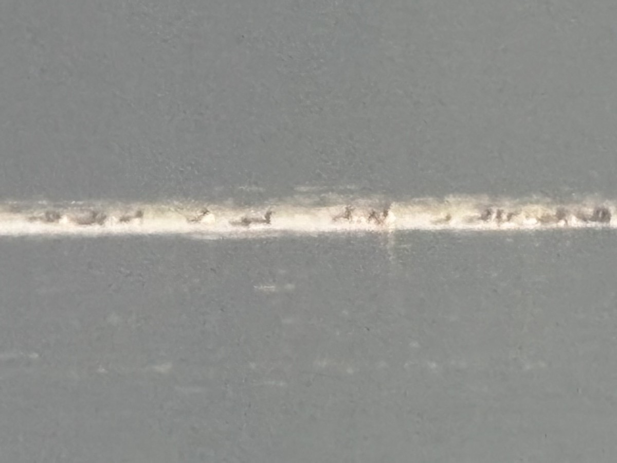 alcid sp. - ML640001930