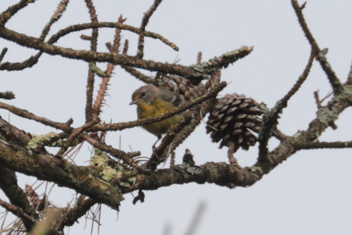 Pine Warbler - ML640001931
