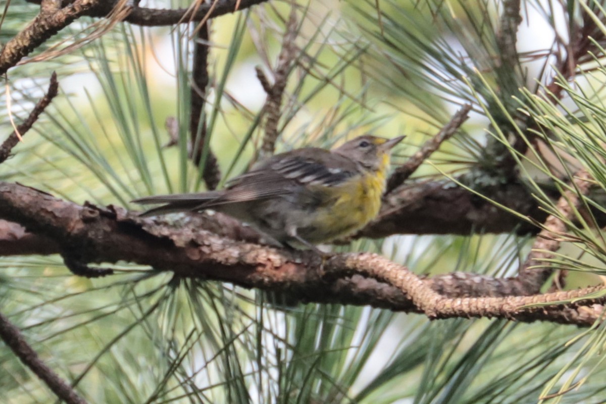 Pine Warbler - ML640001933
