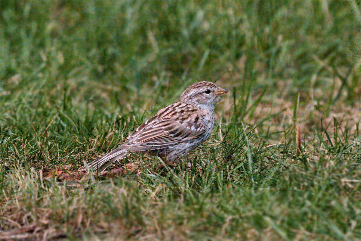 Chipping Sparrow - ML640001964