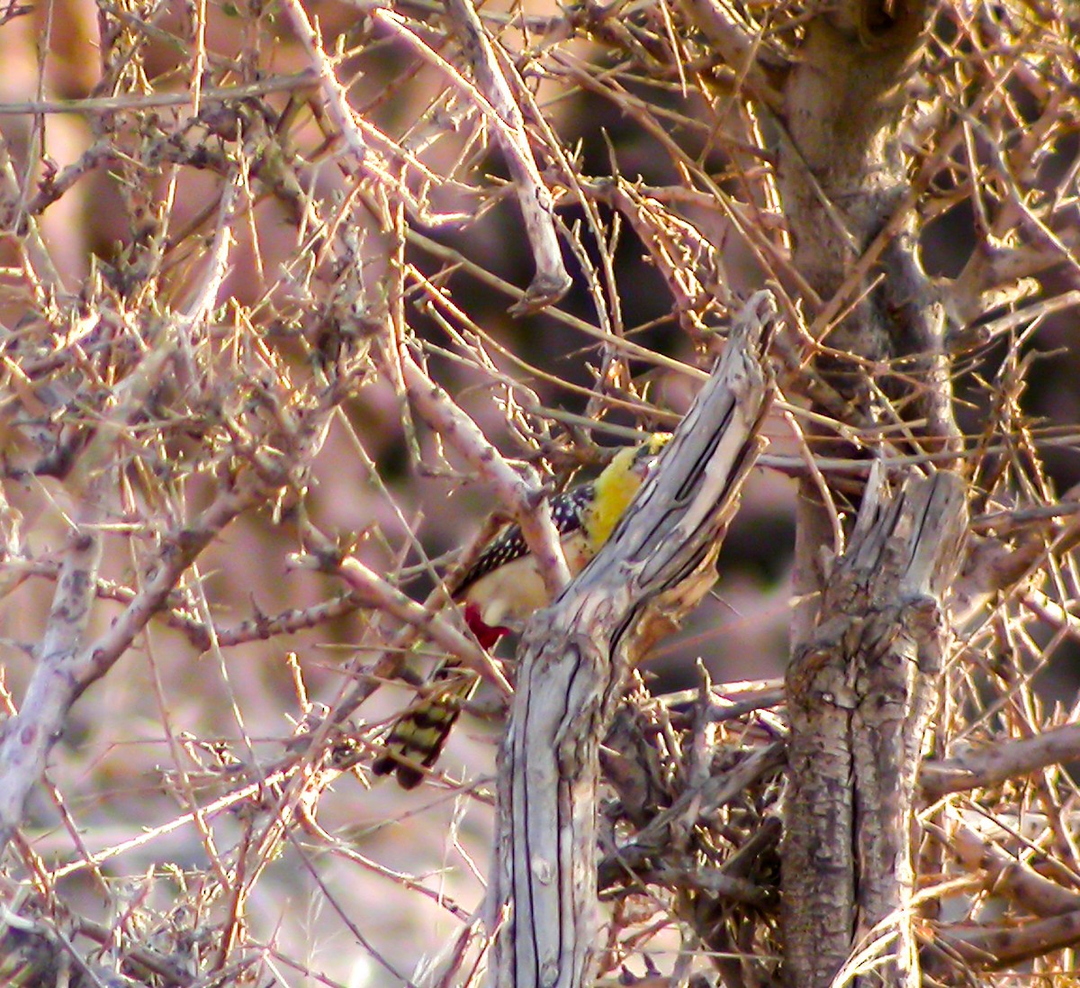 Yellow-breasted Barbet - ML640002002