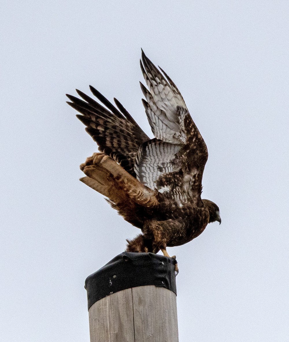 Red-tailed Hawk (calurus/abieticola) - ML640002033
