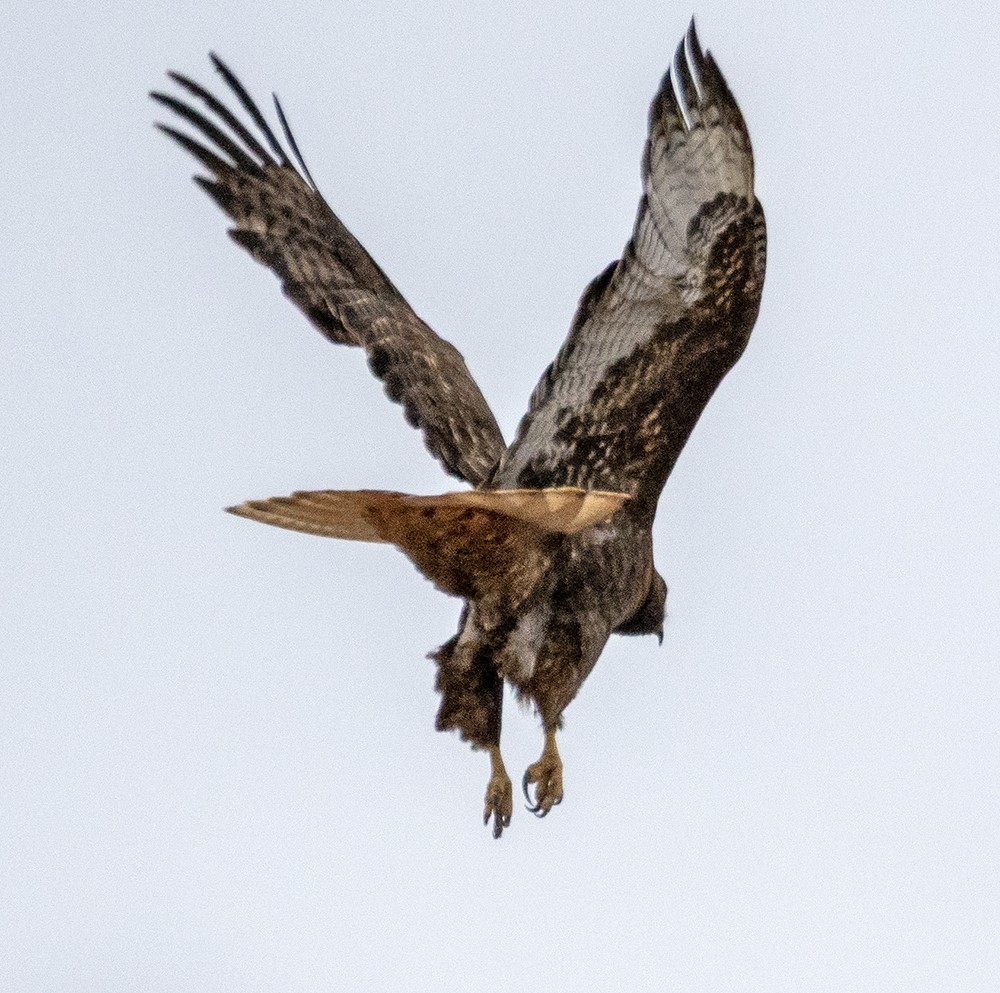 Red-tailed Hawk (calurus/abieticola) - ML640002034