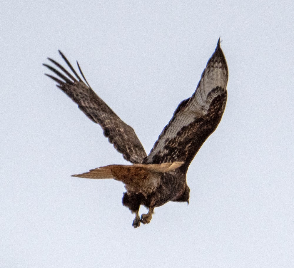 Red-tailed Hawk (calurus/abieticola) - ML640002035