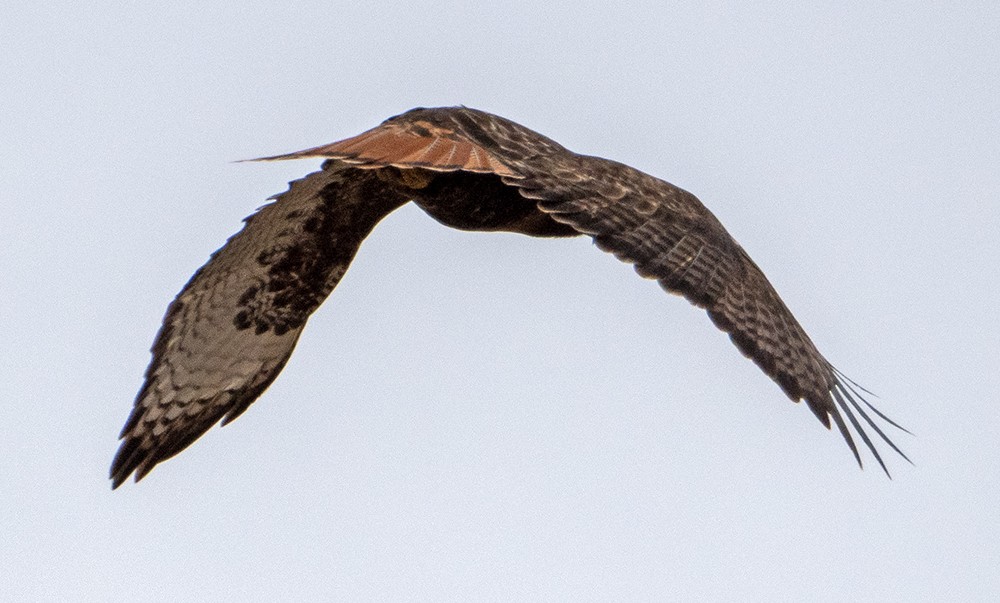 Red-tailed Hawk (calurus/abieticola) - ML640002036