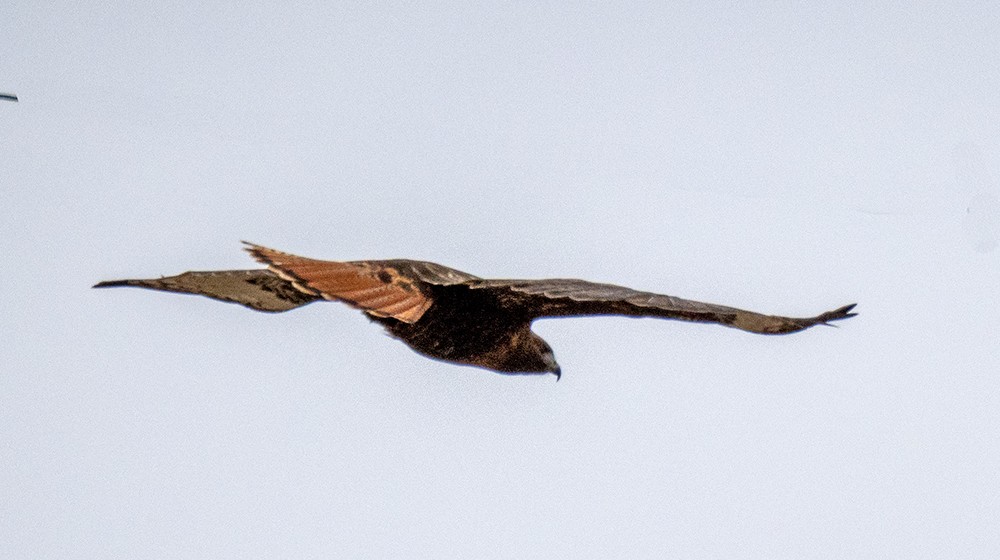 Red-tailed Hawk (calurus/abieticola) - ML640002037