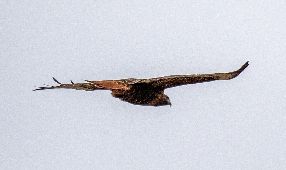 Red-tailed Hawk (calurus/abieticola) - ML640002038