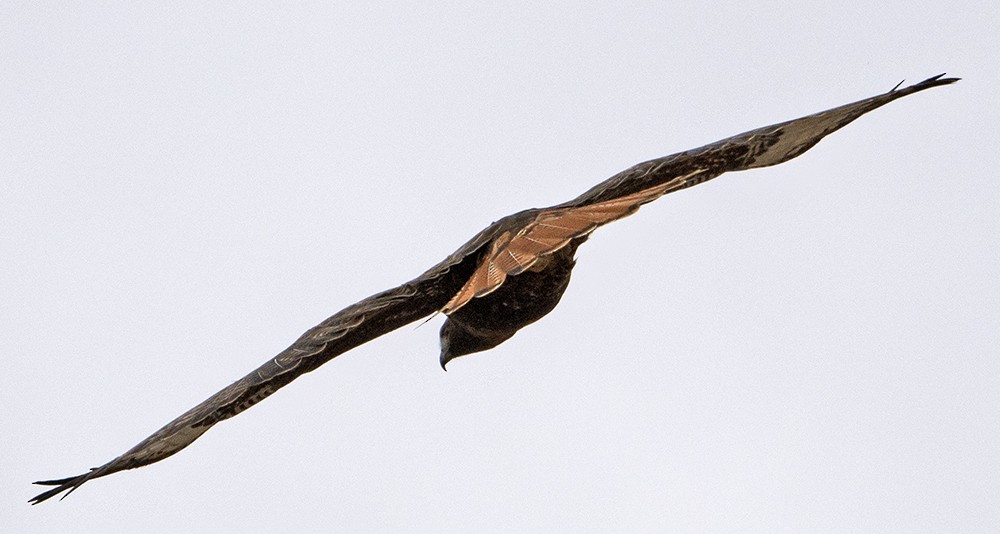 Red-tailed Hawk (calurus/abieticola) - ML640002039