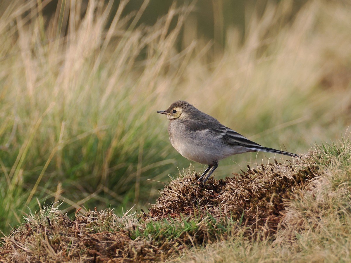 White Wagtail (British) - ML640002058