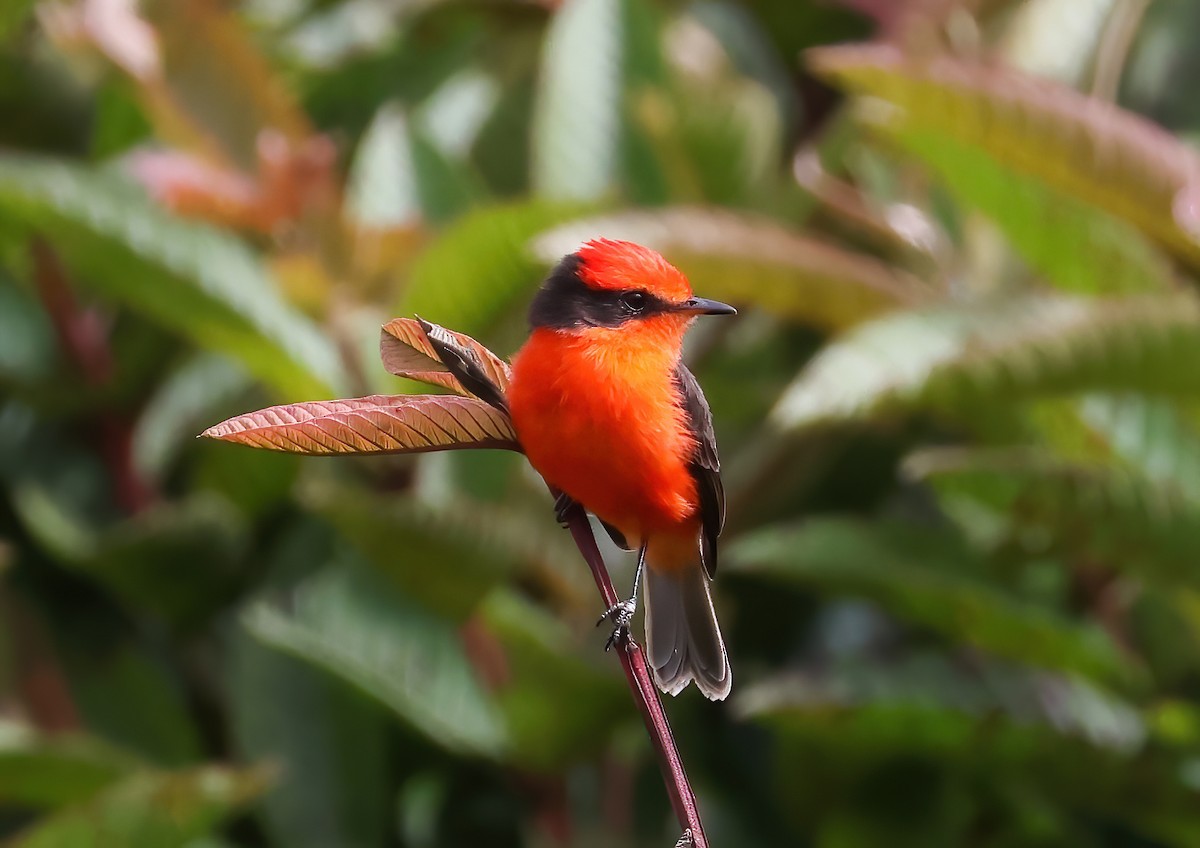 Brujo Flycatcher (Galapagos) - ML640002122